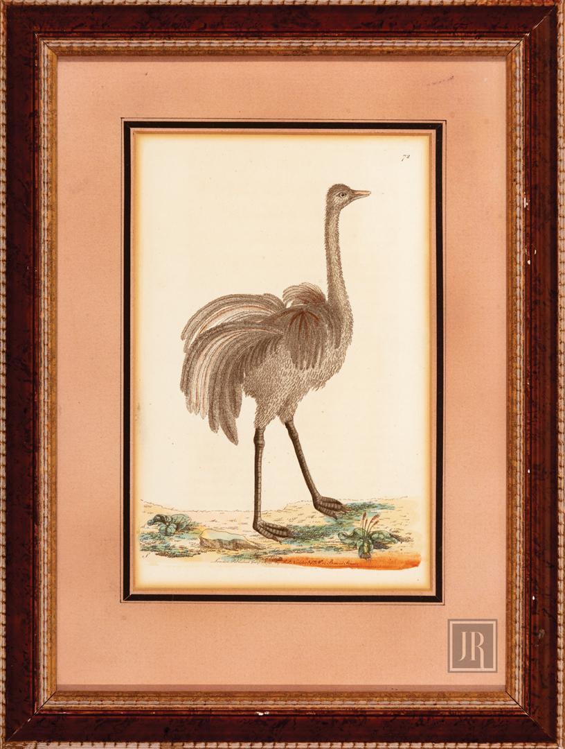 Fredrick Polydore Nodder (British, fl. 1770-1800): Fredrick Polydore Nodder (British, fl. 1770-1800) , "American Ostrich", 1791, hand-colored engraving, from The Naturalist's Miscellany, published by George Shaw, London, sight 8 in. x 5 1/4 in., frame
