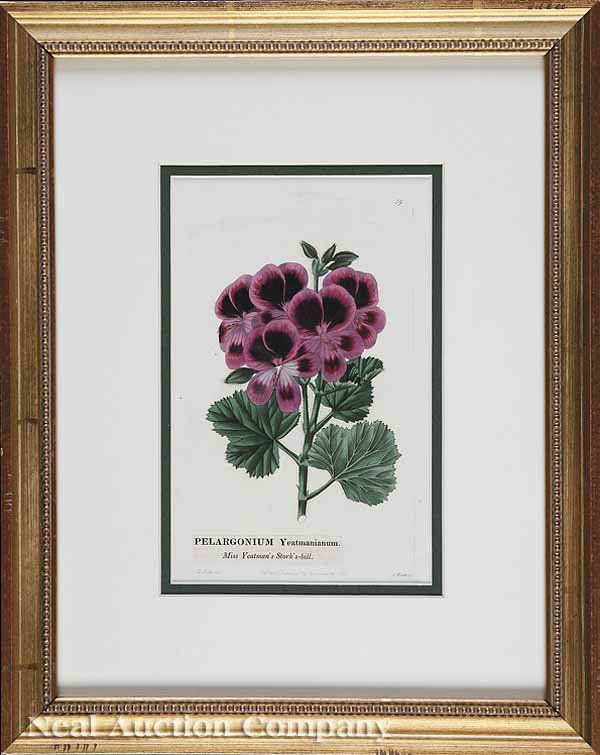 Six Antique Hand-Colored Prints of Geraniums: A Group of Six Antique Hand-Colored Prints of Geraniums , after Robert Sweet (British, 1783-1835), c. 1829, engravings, each 9 1/8 in. x 6 1/8 in., all attractively matted and framed