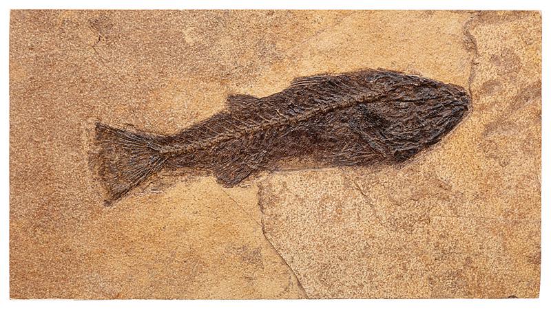 Ancient Mioplosus Fossil of a Fish (1 of 1)