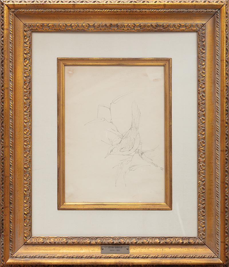 John Gould (British, 1804-1881) (1 of 4)