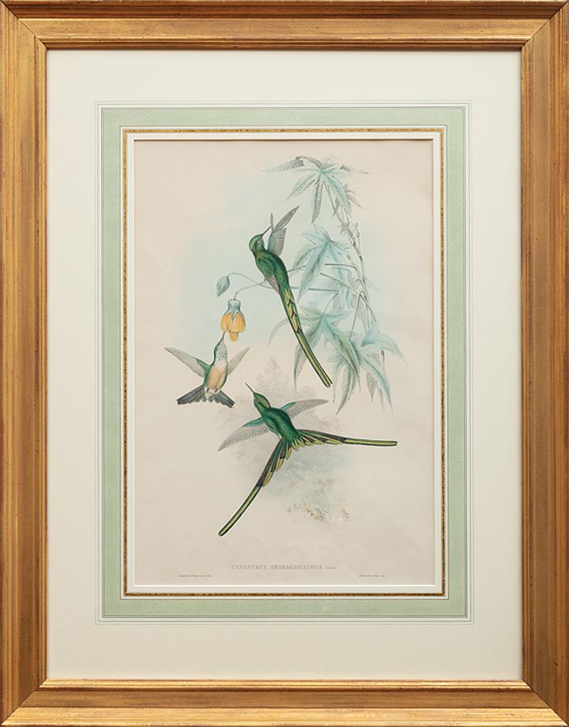 John Gould (British, 1804-1881) (1 of 5)