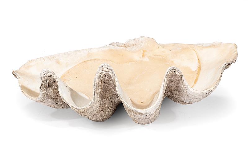 Giant Clam Shell (1 of 1)
