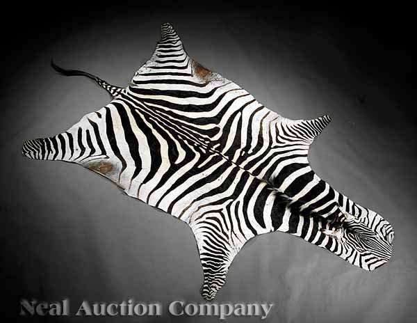 Semi-Antique Zebra Pelt: A Semi-Antique Zebra Pelt, c. 1950, with tail and ears, length 106 in., width 69 in