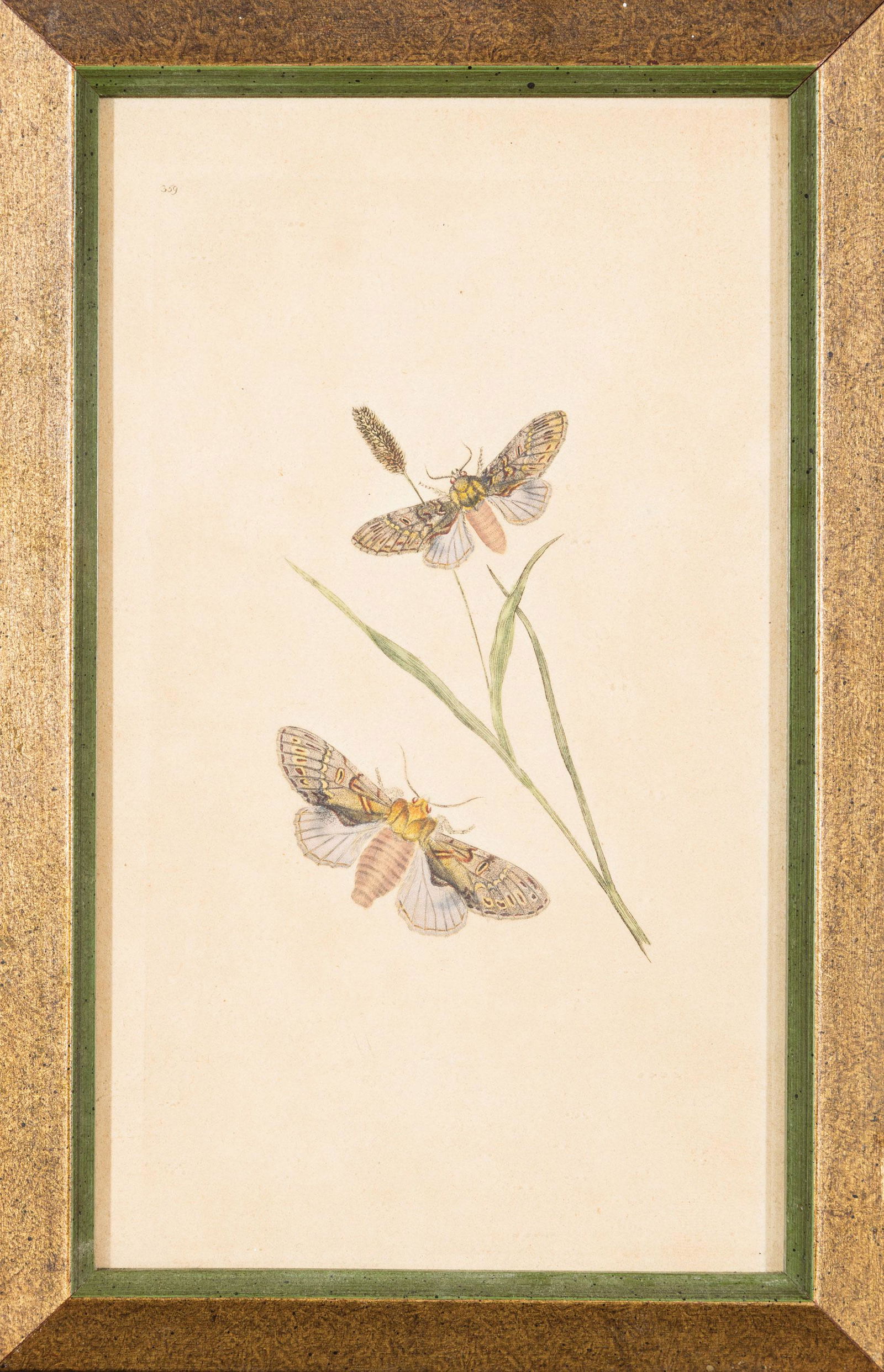 Antique Insect Print of Moths (1 of 2)