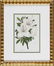 0942: Eight Antique Botanical Prints of Azaleas - 2