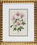 0942: Eight Antique Botanical Prints of Azaleas - 3