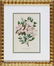 0942: Eight Antique Botanical Prints of Azaleas - 4
