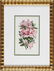 0942: Eight Antique Botanical Prints of Azaleas - 5