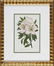 0942: Eight Antique Botanical Prints of Azaleas - 6