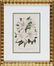 0942: Eight Antique Botanical Prints of Azaleas - 7