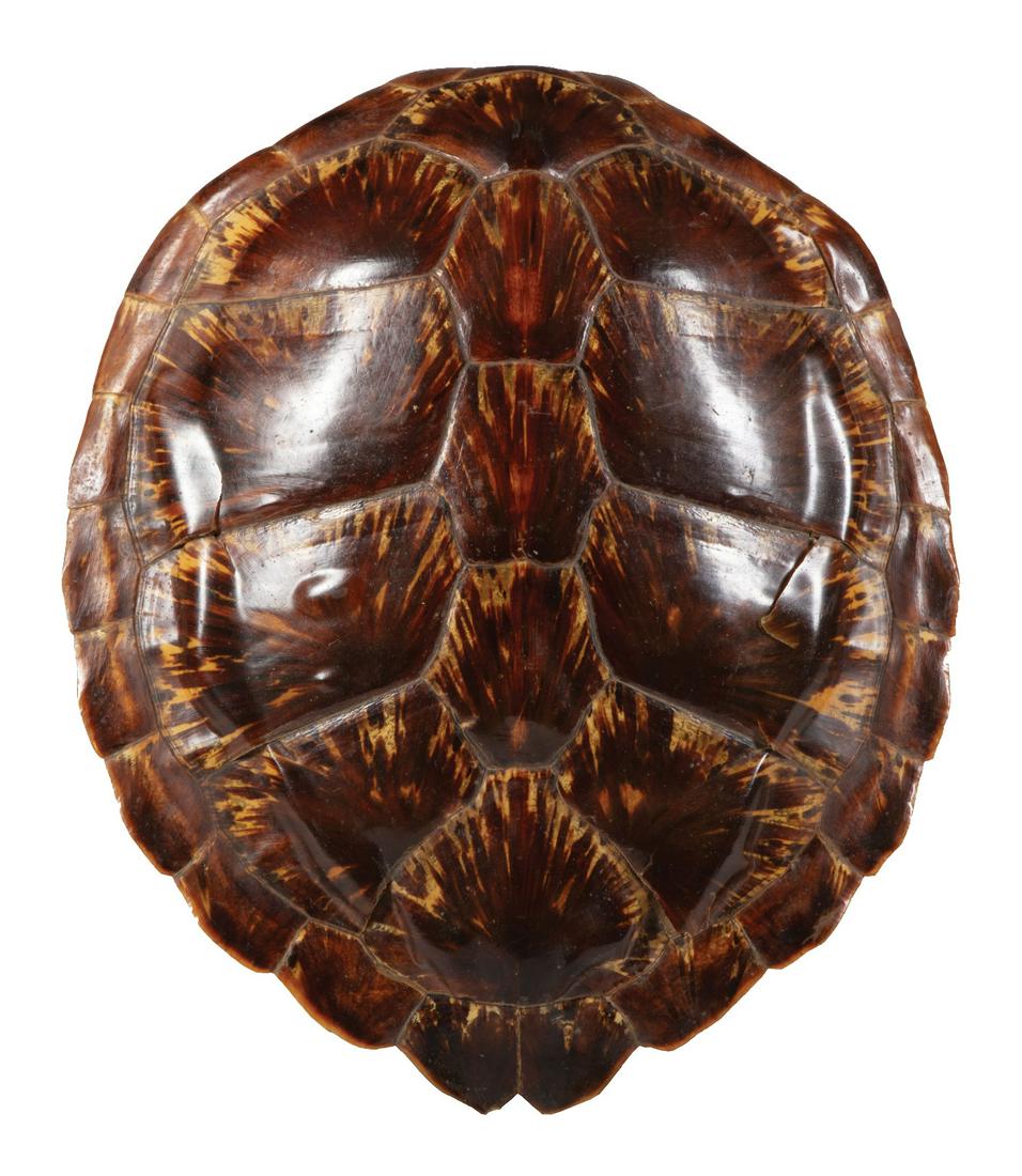 Decorative Tortoise Carapace (1 of 2)