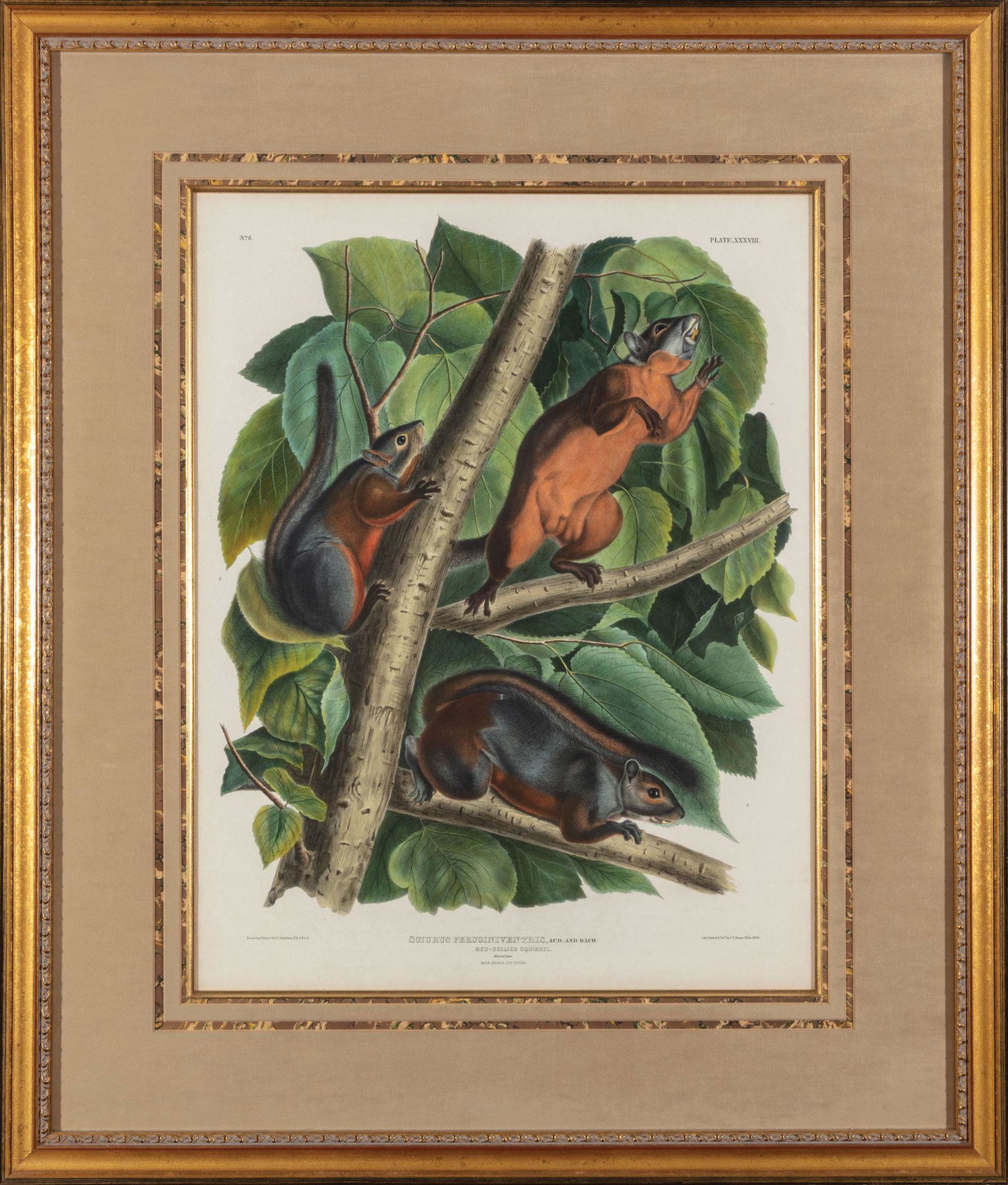 John James Audubon (American, 1785-1851) (1 of 5)