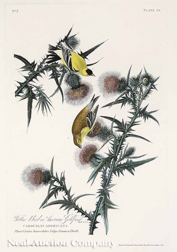 After John James Audubon (American, 1785-1851): After John James Audubon (American, 1785-1851), "Yellow Bird or American Goldfinch", No. 7, Plate 33, Havell edition, from Birds of America, the elephant folio paper watermarked "J. Whatman, sheet siz