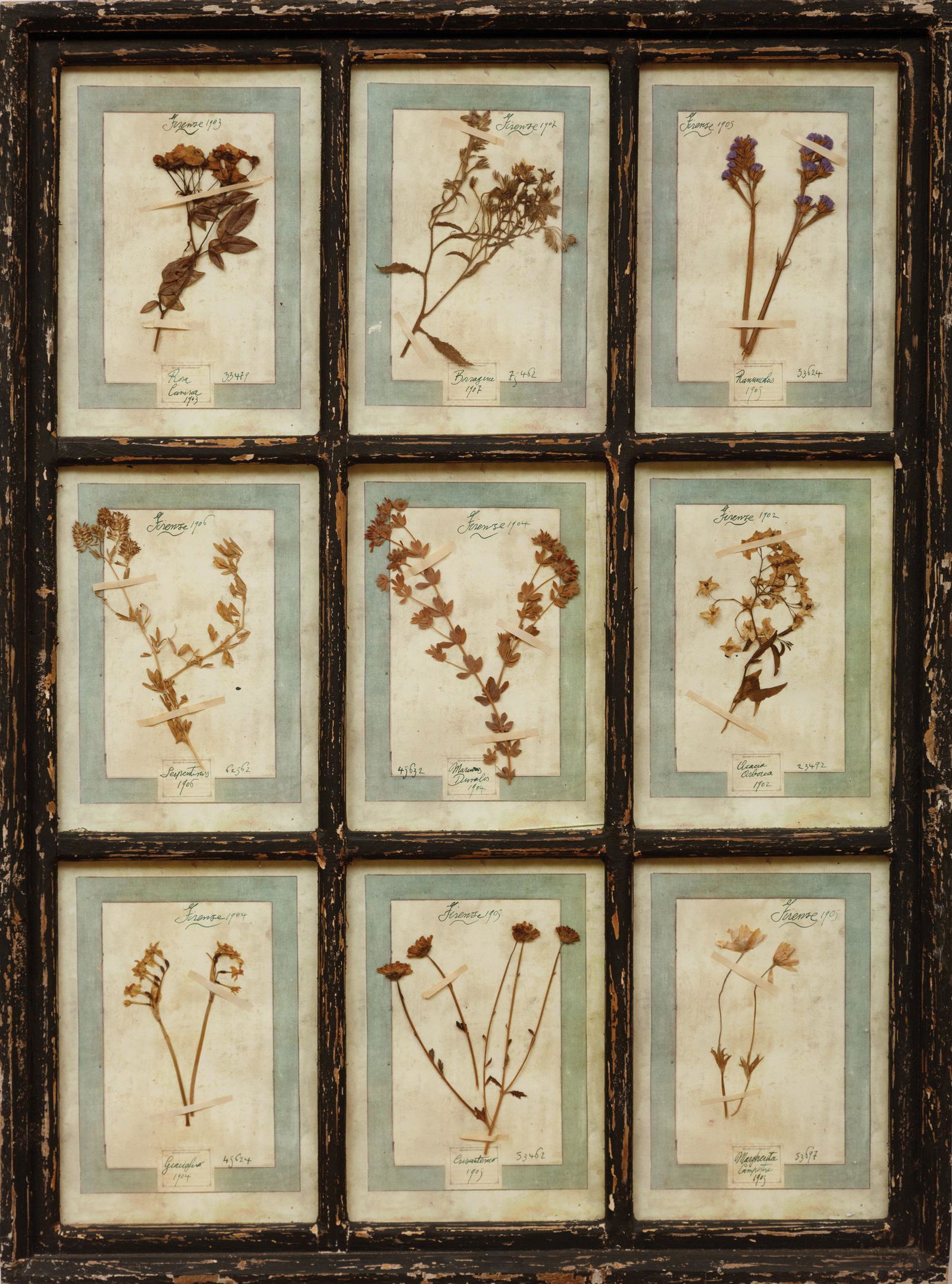 Two Framed Collections of Pressed Botanicals (1 of 2)