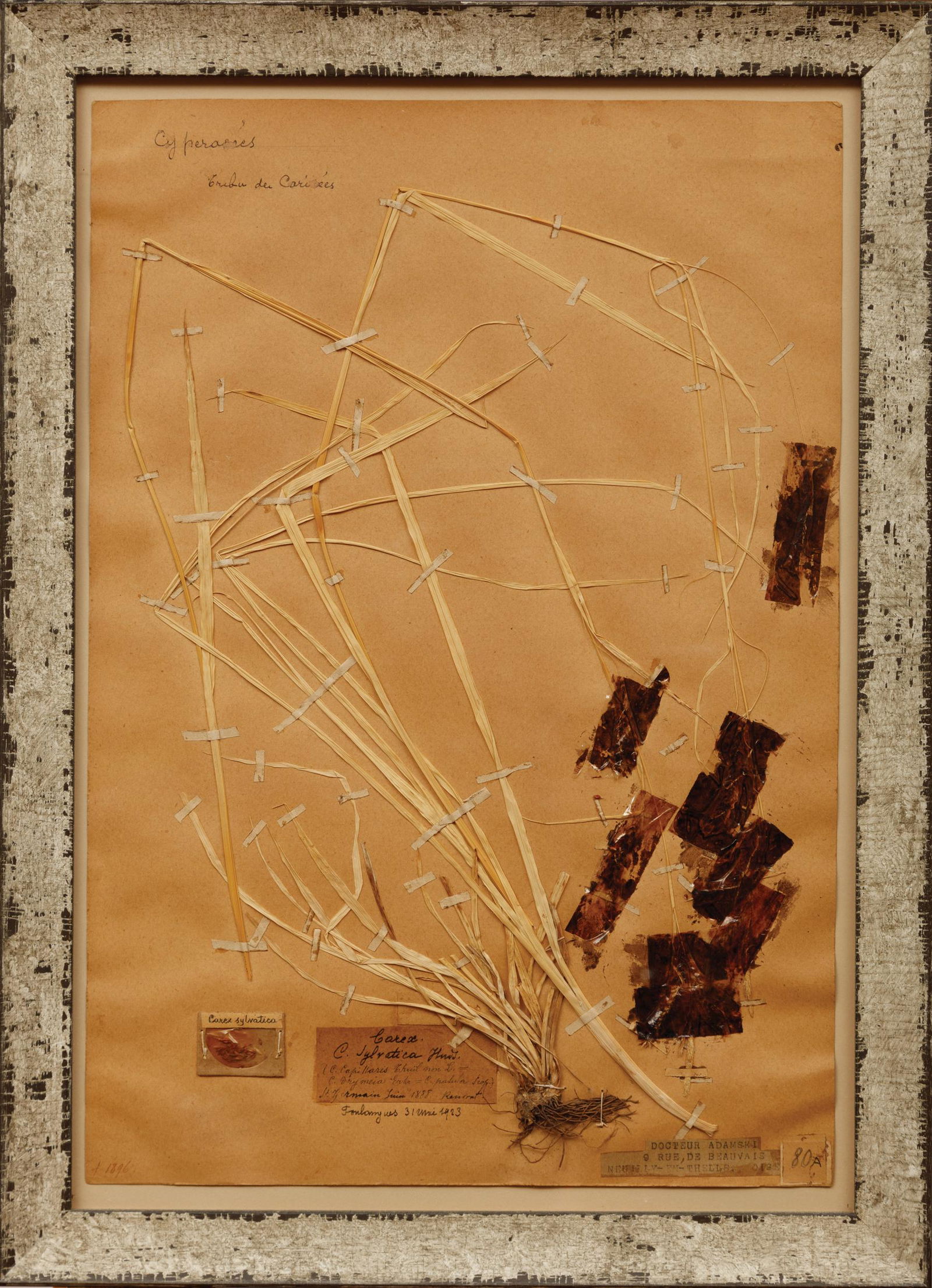 Four Framed Pressed Botanical Specimens (1 of 4)