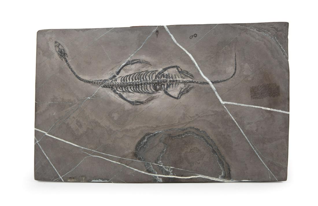 Keichosaurus Fossil: Keichosaurus Fossil ,China, Triassic period, c. 240 million years ago, prepared in its stone matrix, 7 7/8 in. x 12 5/8 in. x 1/2 in