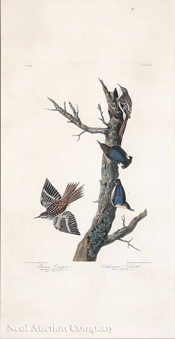 After John James Audubon (American, 1785-1851): After John James Audubon (American, 1785-1851), "Brown Creeper, California Nuthatch", Plate CCCCXV, hand-colored engraving, Havell edition, from Birds of America, the elephant folio paper watermarked 