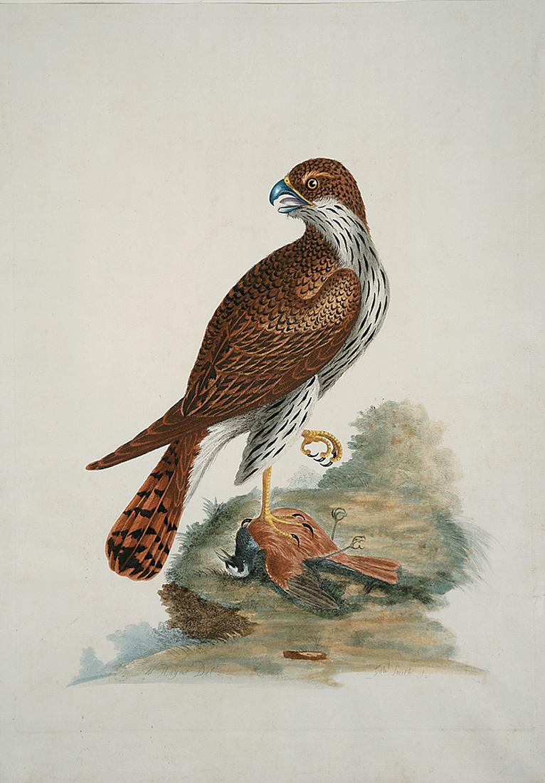 After William Hayes (British, 1729-1799) (1 of 1)