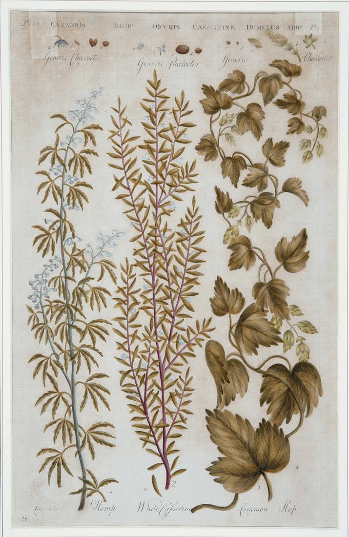 After Sir John Hill (British, 1716-1775) (1 of 1)