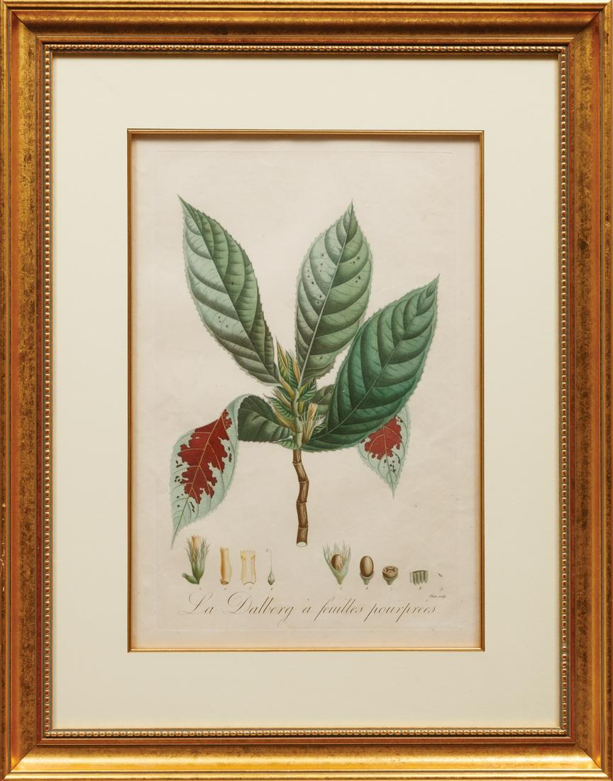 Pierre Antoine Poiteau, (French, 1766-1815): Pierre Antoine Poiteau, (French, 1766-1815) , "Aristolochia Grandiflora" and "La Dalberg à Feuilles Pourpeés", c. 1808, 2 hand-colored engravings, from Flore des Antilles, sights 18 1/2 in. x 12 1/2