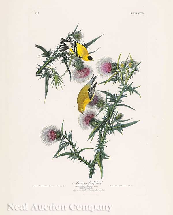 John James Audubon (American, 1785-1851): John James Audubon (American, 1785-1851), "American Goldfinch", Plate XXXIII, #33, from Birds of America, hand-colored aquatint engraving, Havell edition, sheet size 38 1/2 in. x 26 1/4 in., attractiv
