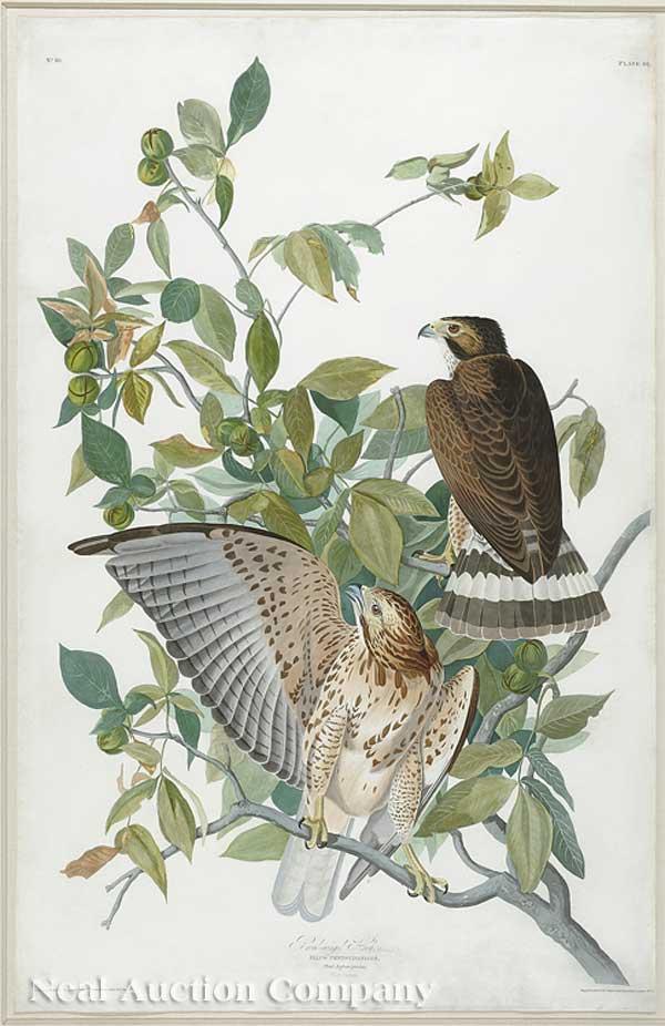 John James Audubon (American, 1785-1851)
