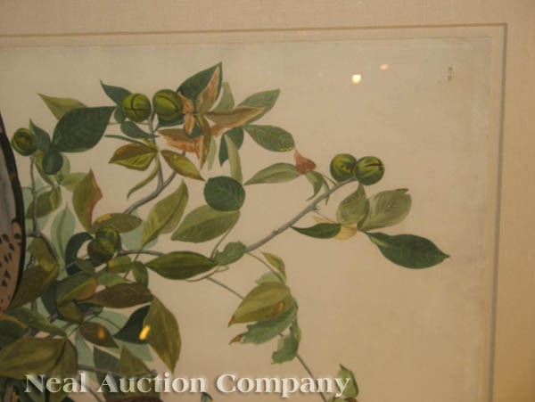 John James Audubon (American, 1785-1851) - 2