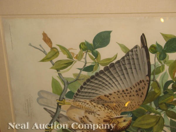 John James Audubon (American, 1785-1851) - 4