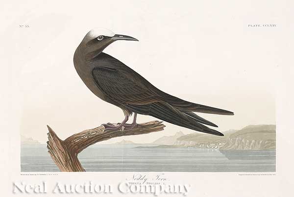 John James Audubon (American, 1785-1851): John James Audubon (American, 1785-1851), "Noddy Tern", Plate CCLXXV, #275, from Birds of America, hand-colored aquatint engraving, Havell edition, sheet size 26 in. x 38 1/2 in
