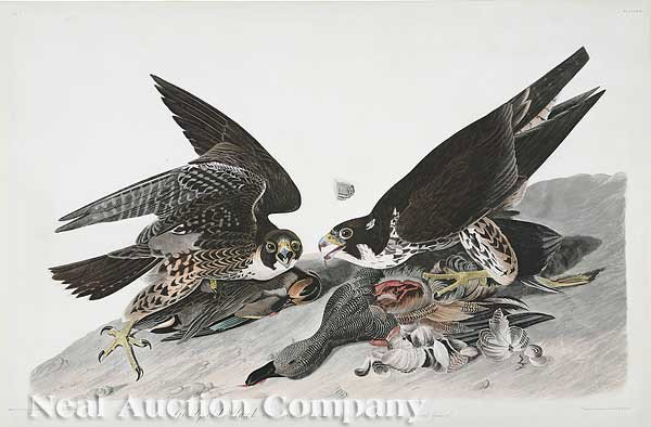 John James Audubon (American, 1785-1851): John James Audubon (American, 1785-1851), "Great Footed Hawk", plate 16, hand-colored aquatint engraving, Havell edition, from Birds of America, the elephant folio paper water marked "J. Whatman/1836"