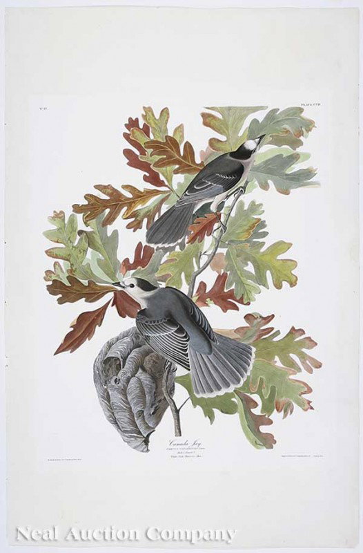 After John James Audubon (American, 1785-1851): After John James Audubon (American, 1785-1851), "Canada Jay", Plate CVII, hand-colored aquatint engraving, Havell edition, from Birds of America, the elephant folio paper watermarked "J. Whatman/ 1831