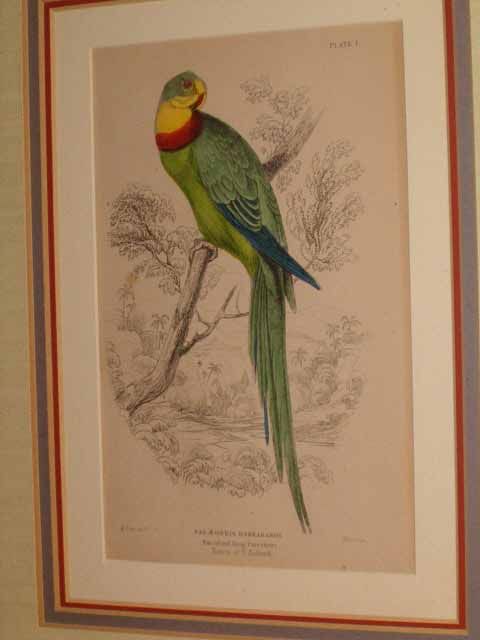 After Edward Lear (British, 1812-1888): After Edward Lear (British, 1812-1888) , three handcolored lithographs of Parrots, each sight 6 in. x 4 in., matted and framed en suite* NO RETURNS ARE ACCEPTED ON THE BASIS OF CONDITION * PLEASE READ