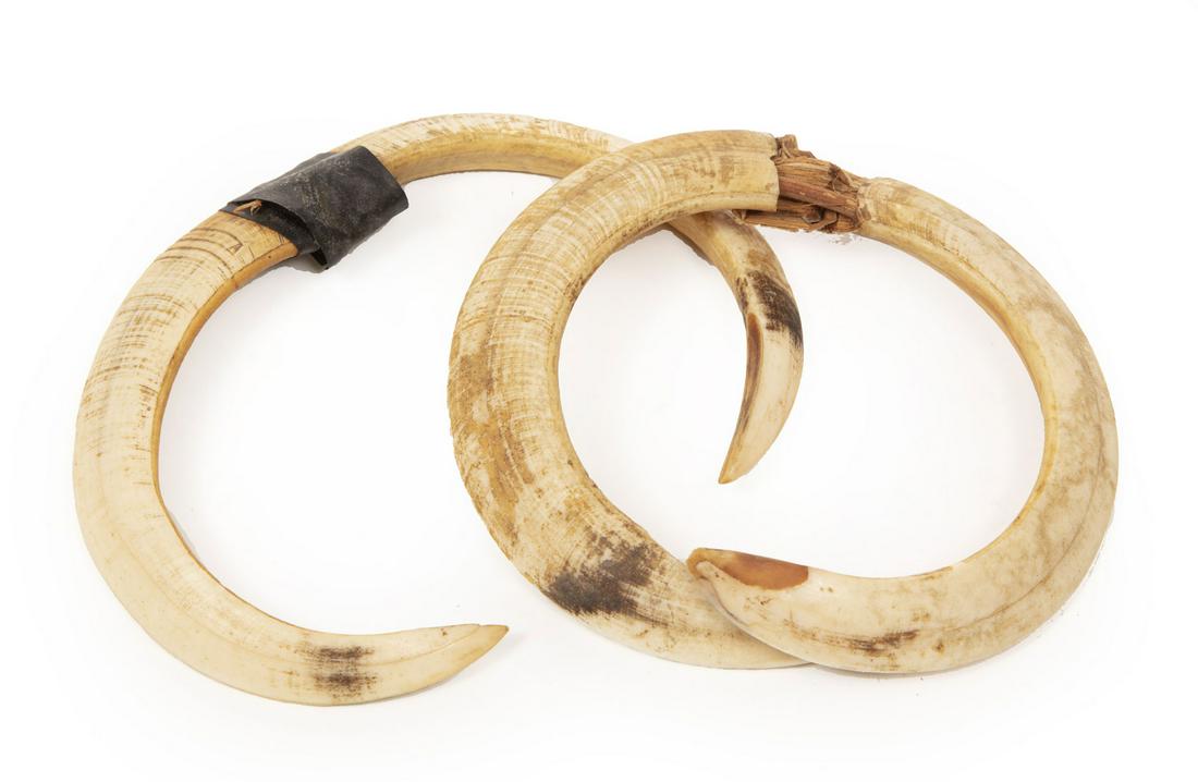 Two Oceanic Asmat Boar's Tusk Nose Pieces: Two Oceanic Asmat Boar's Tusk Nose Pieces, Irian Jaya, Indonesia, w. 4 7/8 in. and 4 1/8 in. Provenance: (One) John Geldersma, Henderson, LA, 1994, as a gift; Estate of Curator and Scholar and Advocat