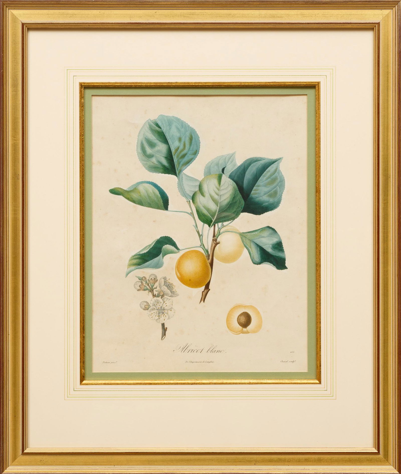 Antique Botanical Prints, 19th c (1 of 7)