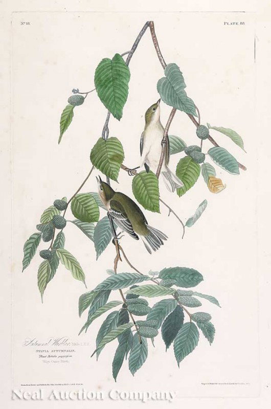 John James Audubon (America, 1785-1851): John James Audubon (America, 1785-1851), "Autumnal Warbler", Plate 88, hand-colored aquatint engraving, from Birds of America, Havell edition, sheet 38 in. x 25 1/2 in., framed
