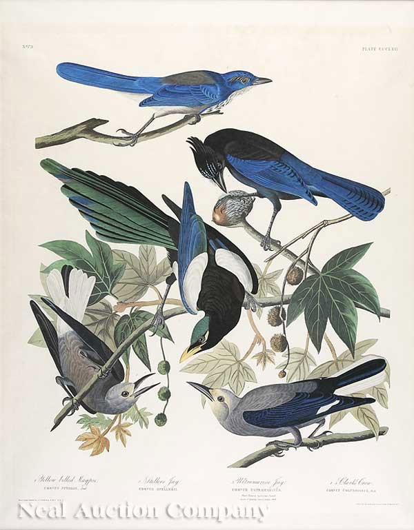 John James Audubon (American, 1785-1851): John James Audubon (American, 1785-1851), "Yellow-billed Magpie", "Stellers Jay", "Ultramarine Jay", "Clark's Crow", Plate 362, from Birds of America, Amsterdam Edition, sheet 39 1/2 in. 26 1/2 in., f