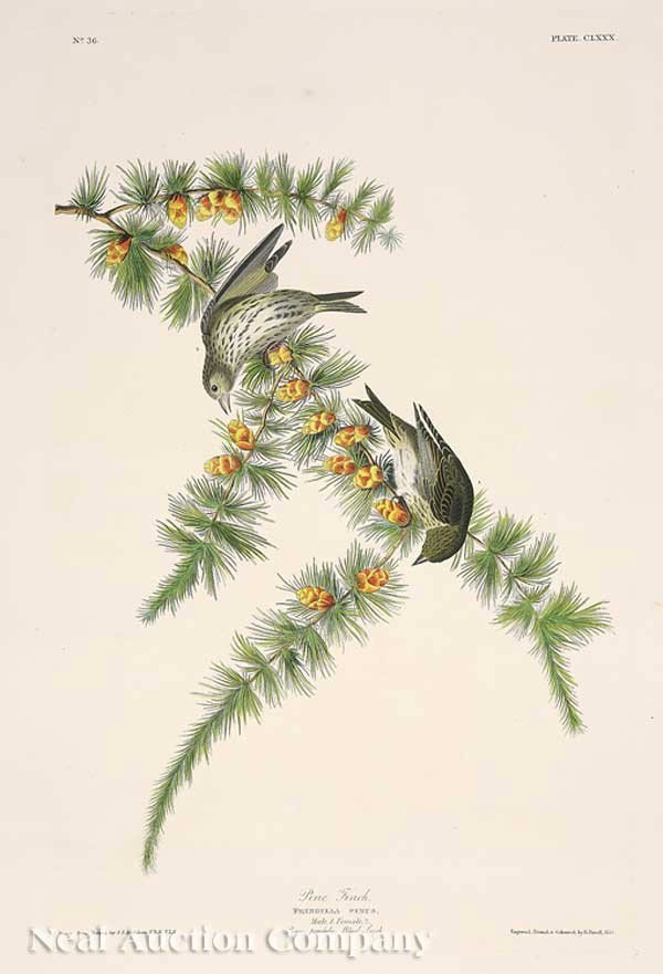 John James Audubon (American, 1785-1851): John James Audubon Finch, "Pine Finch", Plate 180, hand-colored engraving with aquatint from Birds of America, Havell edition, "J. Whatman/1836" watermark, sheet 38 1/4 in. x 25 1/2 in., attractively 