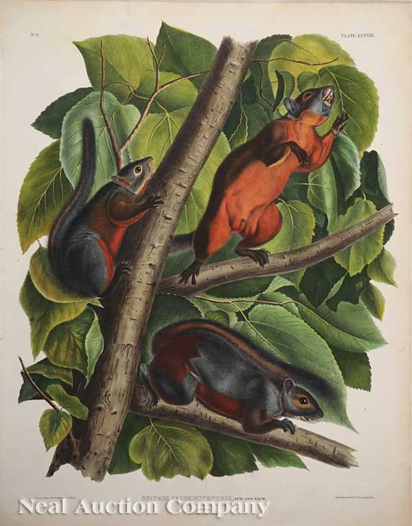 John James Audubon (American, 1785-1851): John James Audubon (American, 1785-1851), "Little Chief Hare" and "Red-Bellied Squirrel", Plates 83 and 38, hand-colored, two large folio lithographs, by J.T. Bowen, from Viviparous Quadrupeds of Nort