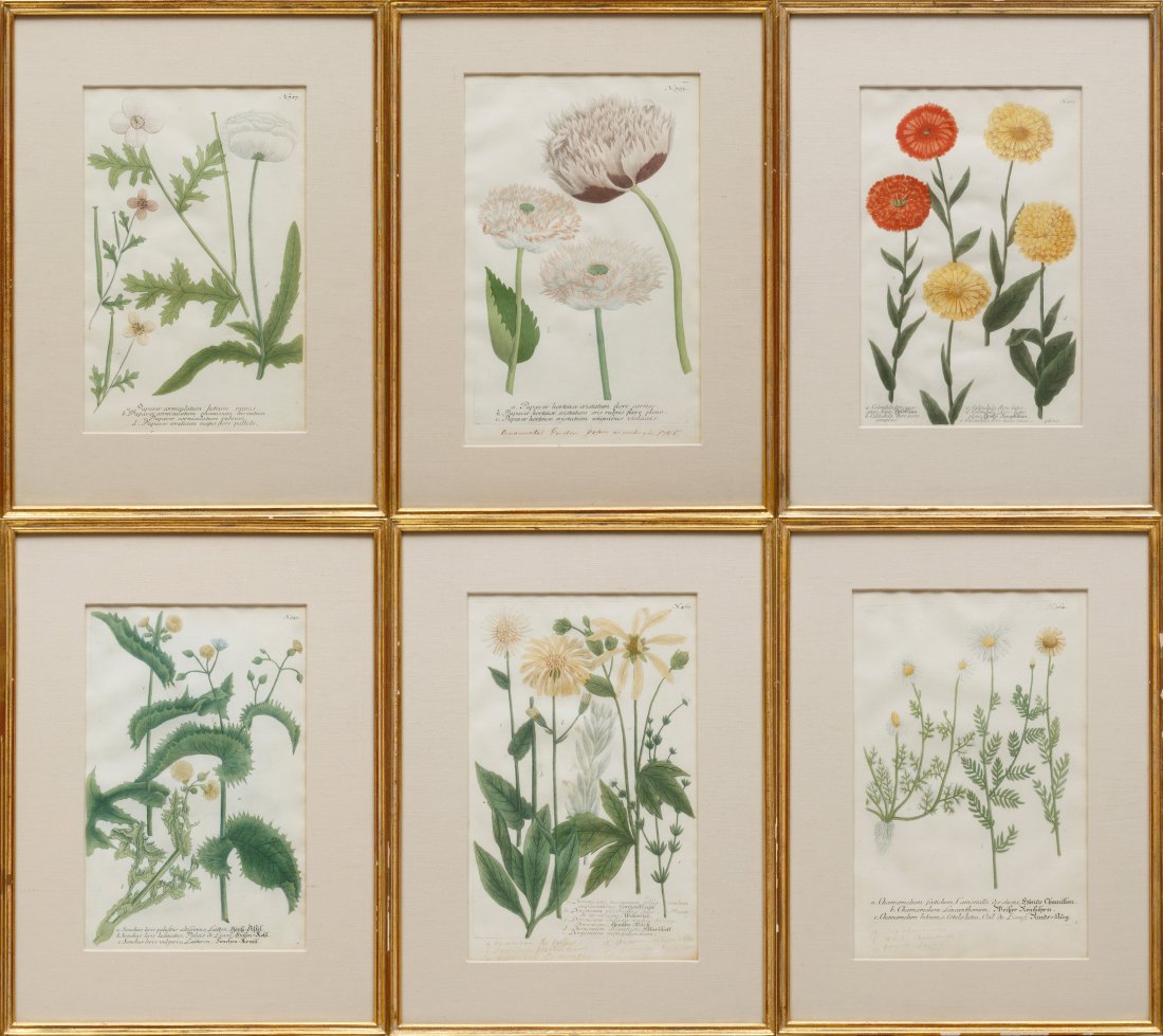 Six Botanical Prints (1 of 8)