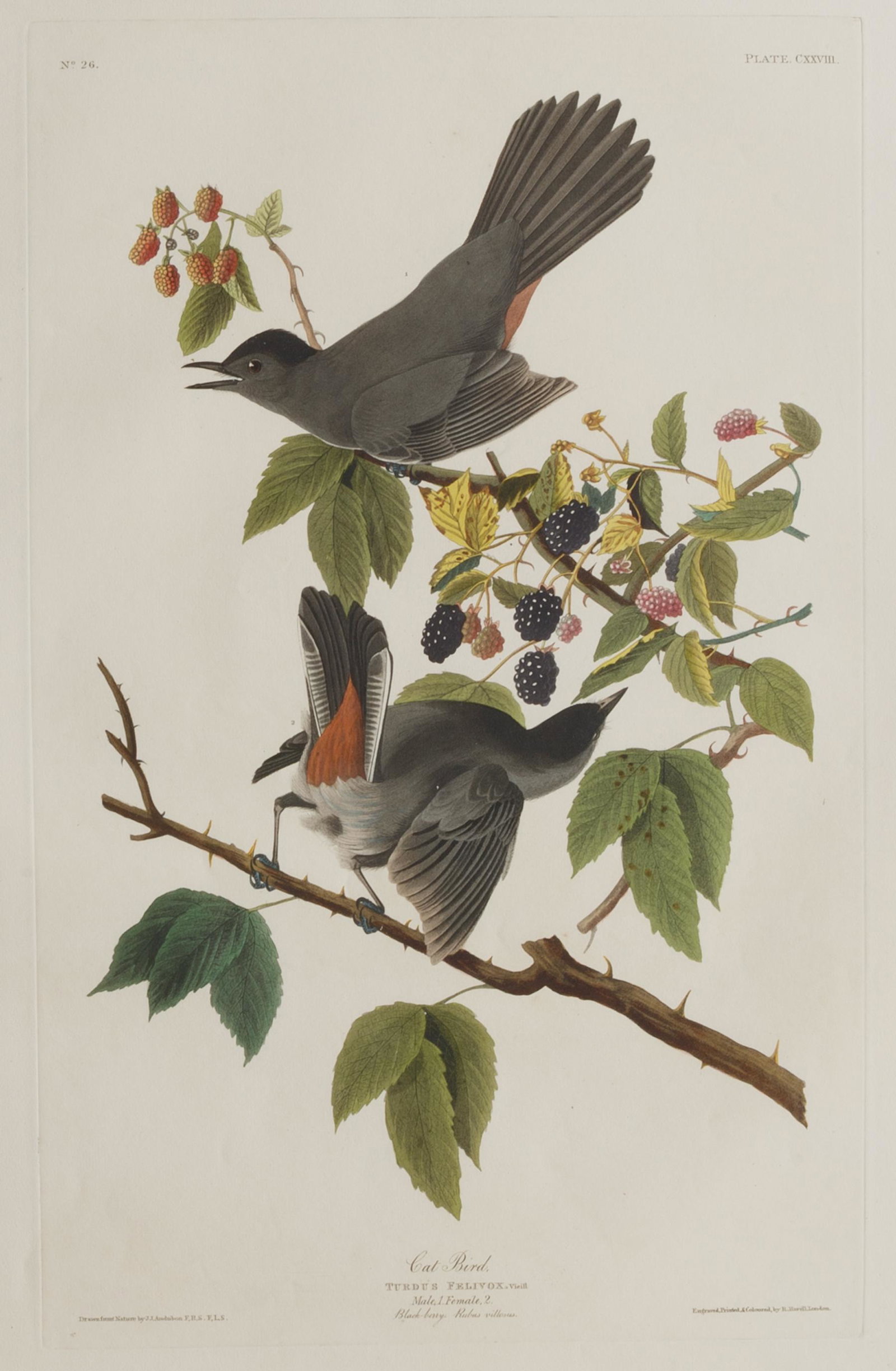 John James Audubon (American, 1785-1851) (1 of 2)