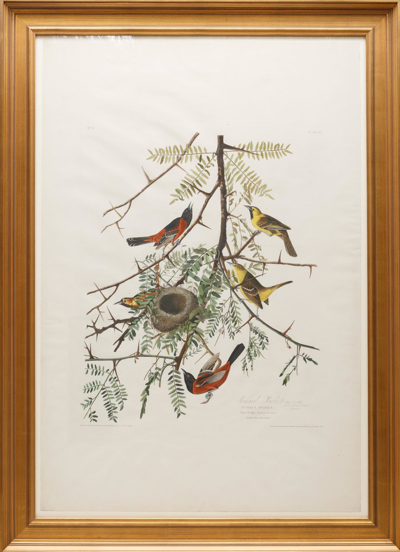 John James Audubon (American, 1785-1851) (1 of 15)