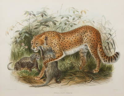 After Joseph Wolf (Prussian/British, 1820-1899): After Joseph Wolf (Prussian/British, 1820-1899) , "Cynailurus Jubata", 1883, hand-colored lithograph, from A Monograph of the Felidae or Family of the Cats, printed by M. & H. Hanhart, London,