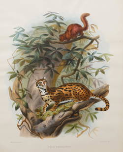 After Joseph Wolf (Prussian/British, 1820-1899): After Joseph Wolf (Prussian/British, 1820-1899) , "Felis Bengalensis", 1883, hand-colored lithograph, from A Monograph of the Felidae or Family of the Cats, printed by M. & H. Hanhart, London, publish