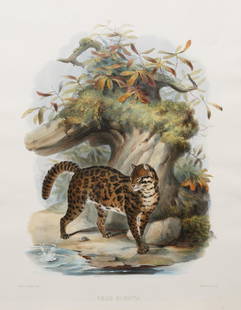 After Joseph Wolf (Prussian/British, 1820-1899): After Joseph Wolf (Prussian/British, 1820-1899) , "Felis Scripta", 1883, hand-colored lithograph, from A Monograph of the Felidae or Family of the Cats, printed by M. & N. Hanhart, London, published b