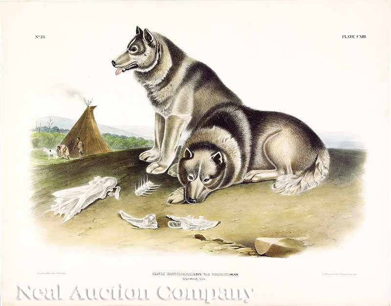 John James Audubon (American, 1785-1851): John James Audubon (American, 1785-1851), "Esquimaux Dog", Plate 22, hand-colored, large folio lithograph by J.T. Bowen, from The Vivparous Quadrupeds of North America, sheet 22 in. x 27 3/4 in