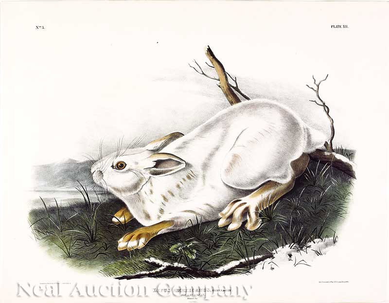 John James Audubon (American, 1785-1851): John James Audubon (American, 1785-1851), "Northern Hare", Plate 12, hand-colored, large folio lithograph by J.T. Bowen, from The Viviparous Quadrupeds of North America, sheet 21 in. x 27 1/4 in