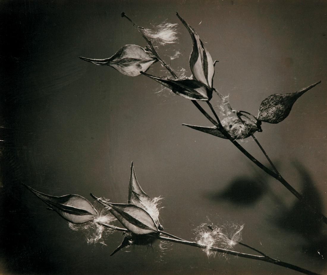 Lucy Evelyn Cheesman (British, 1881-1969) (1 of 1)