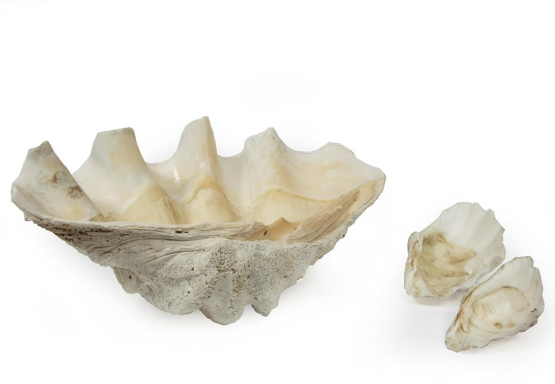 Giant Clam Shell (1 of 2)