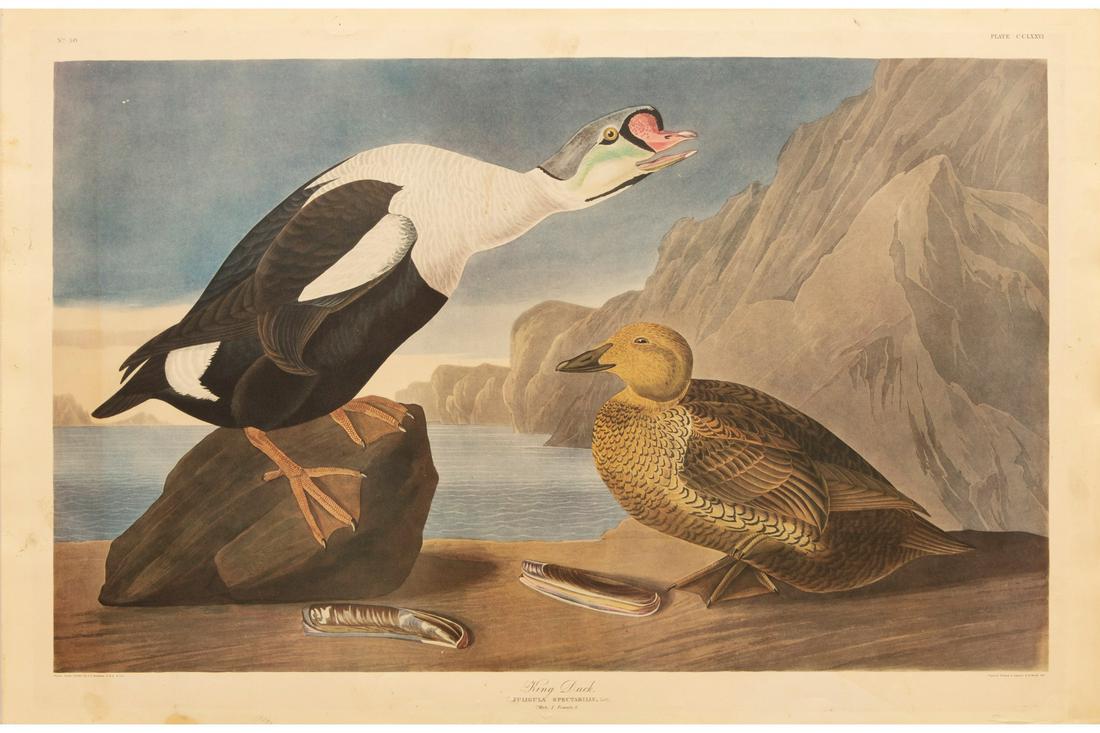 After John James Audubon (American, 1785-1851) (1 of 2)