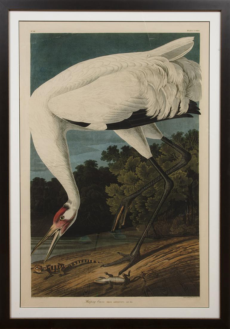 After John James Audubon (American, 1785-1851) (1 of 2)